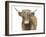 Highland Cattle II-Grace Popp-Framed Art Print