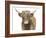 Highland Cattle II-Grace Popp-Framed Art Print