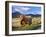 Highland Cattle, Isle of Mull, Inner Hebrides, Scotland, Uk-Patrick Dieudonne-Framed Photographic Print