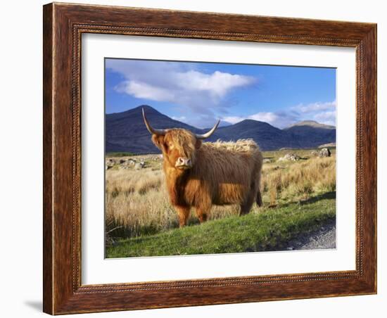 Highland Cattle, Isle of Mull, Inner Hebrides, Scotland, Uk-Patrick Dieudonne-Framed Photographic Print