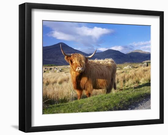 Highland Cattle, Isle of Mull, Inner Hebrides, Scotland, Uk-Patrick Dieudonne-Framed Photographic Print