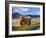 Highland Cattle, Isle of Mull, Inner Hebrides, Scotland, Uk-Patrick Dieudonne-Framed Photographic Print