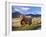 Highland Cattle, Isle of Mull, Inner Hebrides, Scotland, Uk-Patrick Dieudonne-Framed Photographic Print