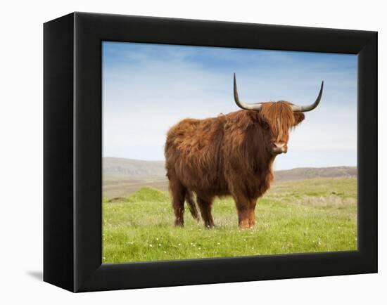 Highland Cattle, Isle of Skye, Scotland, United Kingdom, Europe-Nick Servian-Framed Premier Image Canvas