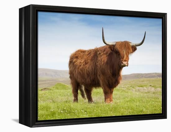 Highland Cattle, Isle of Skye, Scotland, United Kingdom, Europe-Nick Servian-Framed Premier Image Canvas