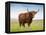 Highland Cattle, Isle of Skye, Scotland, United Kingdom, Europe-Nick Servian-Framed Premier Image Canvas