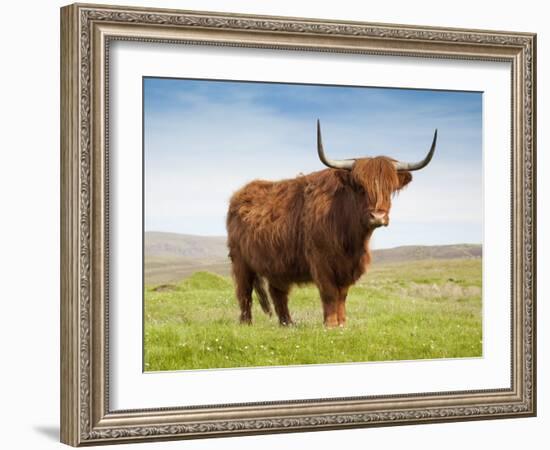 Highland Cattle, Isle of Skye, Scotland, United Kingdom, Europe-Nick Servian-Framed Photographic Print