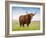 Highland Cattle, Isle of Skye, Scotland, United Kingdom, Europe-Nick Servian-Framed Photographic Print