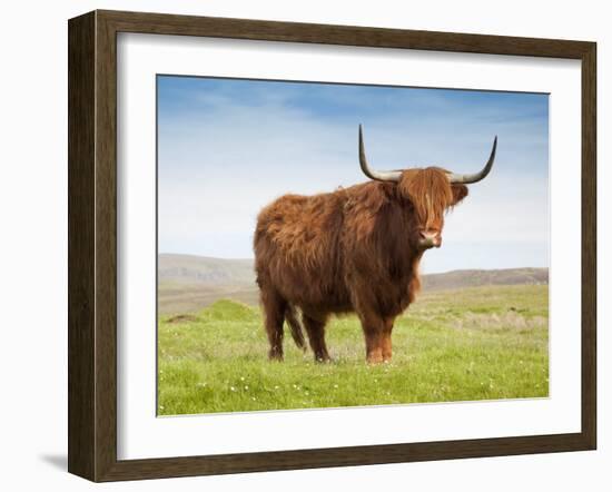 Highland Cattle, Isle of Skye, Scotland, United Kingdom, Europe-Nick Servian-Framed Photographic Print