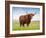 Highland Cattle, Isle of Skye, Scotland, United Kingdom, Europe-Nick Servian-Framed Photographic Print