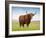 Highland Cattle, Isle of Skye, Scotland, United Kingdom, Europe-Nick Servian-Framed Photographic Print