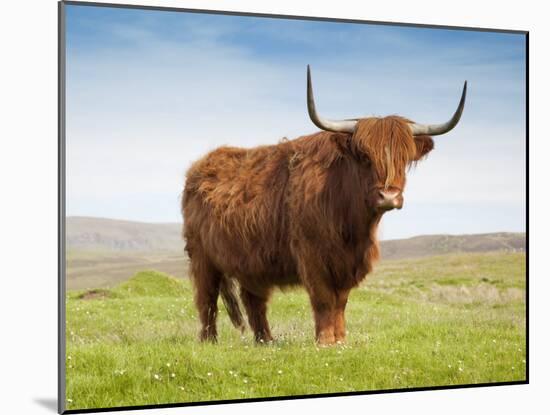 Highland Cattle, Isle of Skye, Scotland, United Kingdom, Europe-Nick Servian-Mounted Photographic Print