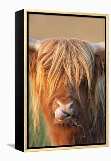 Highland Cattle Licking Lips-null-Framed Premier Image Canvas