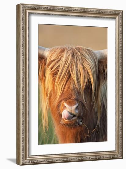 Highland Cattle Licking Lips-null-Framed Photographic Print