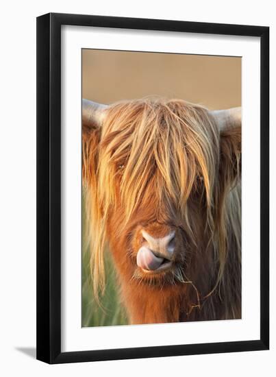 Highland Cattle Licking Lips-null-Framed Photographic Print