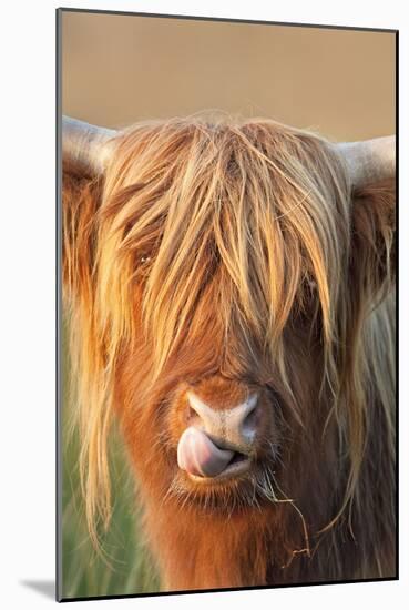 Highland Cattle Licking Lips-null-Mounted Photographic Print