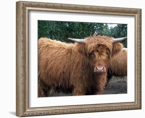 Highland Cattle, Scotland, United Kingdom, Europe-Patrick Dieudonne-Framed Photographic Print