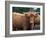 Highland Cattle, Scotland, United Kingdom, Europe-Patrick Dieudonne-Framed Photographic Print