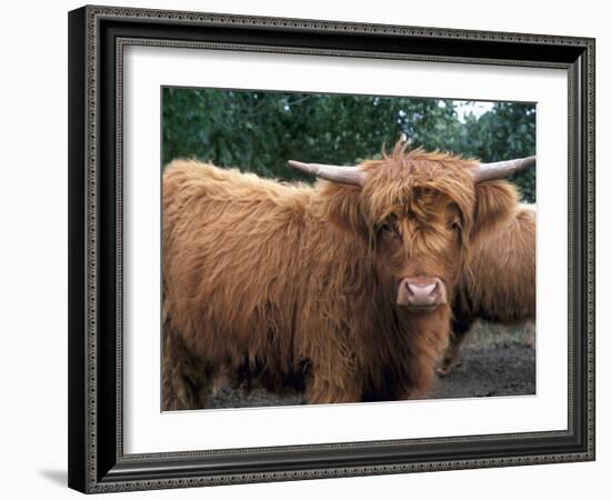 Highland Cattle, Scotland, United Kingdom, Europe-Patrick Dieudonne-Framed Photographic Print