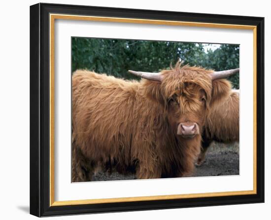 Highland Cattle, Scotland, United Kingdom, Europe-Patrick Dieudonne-Framed Photographic Print