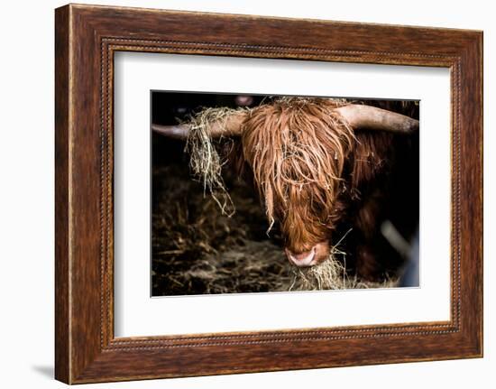 Highland cattle, Scotland, United Kingdom, Europe-John Alexander-Framed Photographic Print