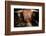 Highland cattle, Scotland, United Kingdom, Europe-John Alexander-Framed Photographic Print