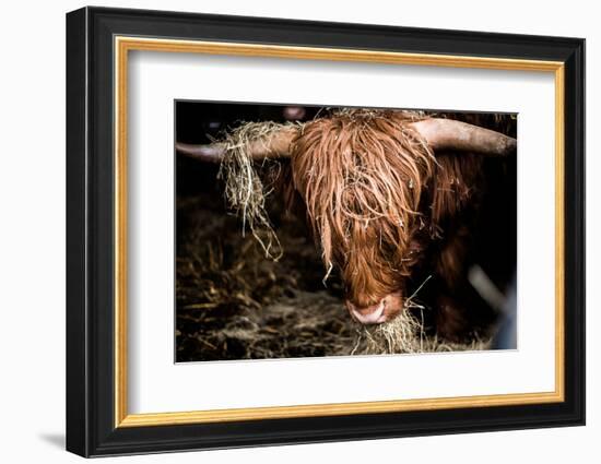 Highland cattle, Scotland, United Kingdom, Europe-John Alexander-Framed Photographic Print