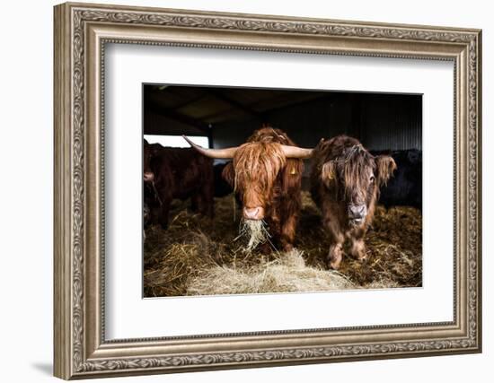 Highland cattle, Scotland, United Kingdom, Europe-John Alexander-Framed Photographic Print