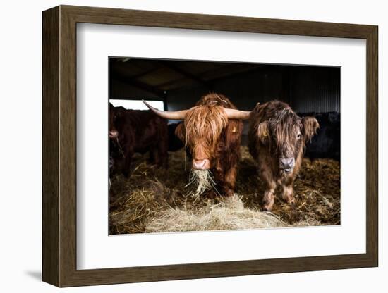 Highland cattle, Scotland, United Kingdom, Europe-John Alexander-Framed Photographic Print