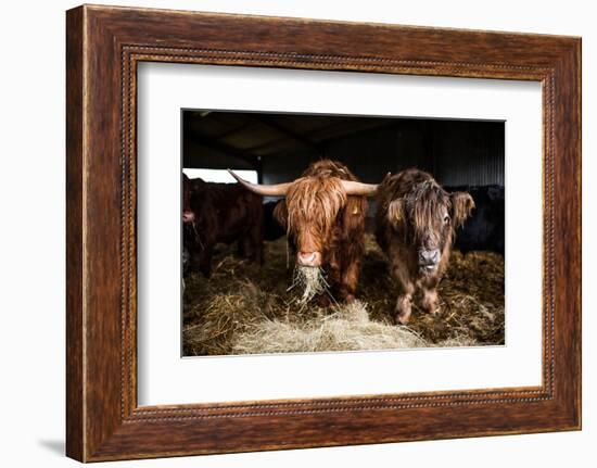 Highland cattle, Scotland, United Kingdom, Europe-John Alexander-Framed Photographic Print