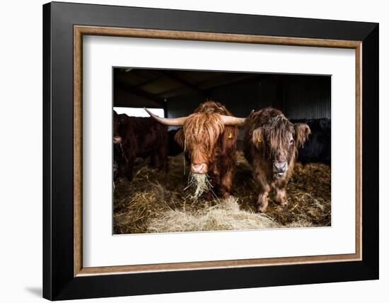 Highland cattle, Scotland, United Kingdom, Europe-John Alexander-Framed Photographic Print