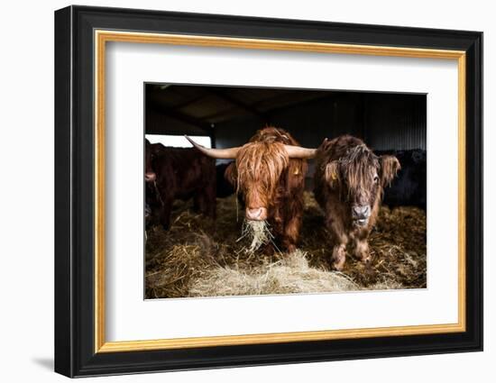 Highland cattle, Scotland, United Kingdom, Europe-John Alexander-Framed Photographic Print