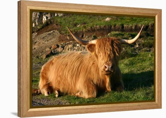 Highland Cattle, Scotland-Peter Thompson-Framed Premier Image Canvas