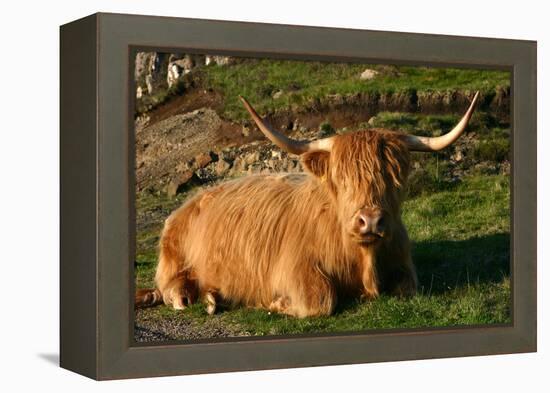 Highland Cattle, Scotland-Peter Thompson-Framed Premier Image Canvas