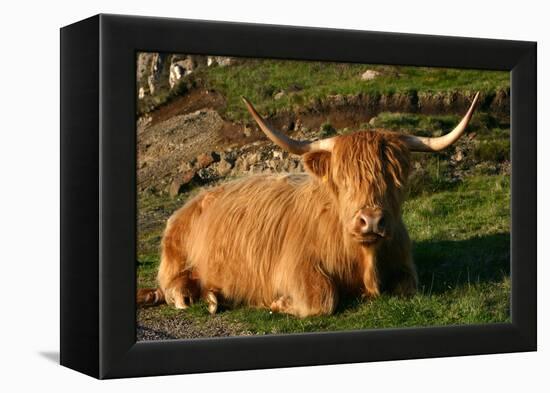 Highland Cattle, Scotland-Peter Thompson-Framed Premier Image Canvas