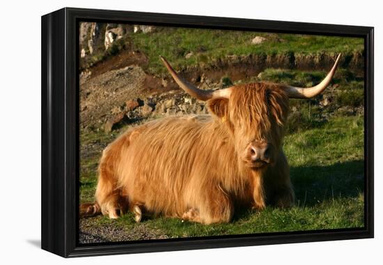 Highland Cattle, Scotland-Peter Thompson-Framed Premier Image Canvas