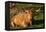 Highland Cattle, Scotland-Peter Thompson-Framed Premier Image Canvas