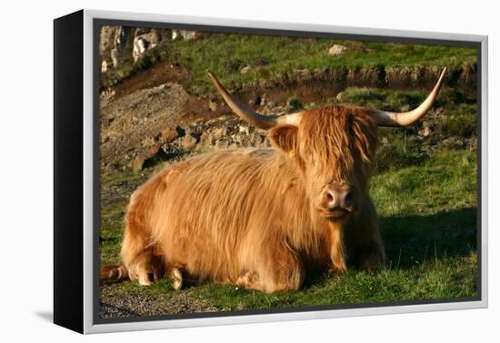 Highland Cattle, Scotland-Peter Thompson-Framed Premier Image Canvas