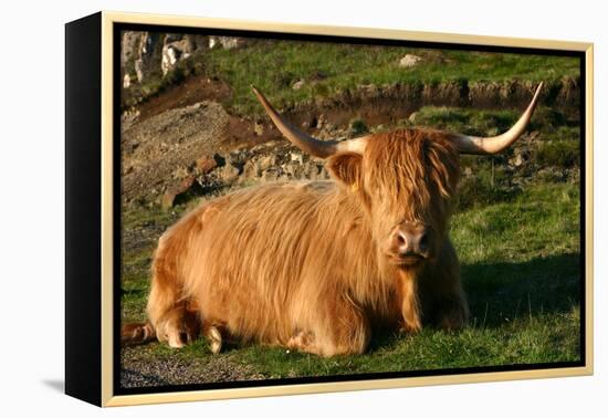 Highland Cattle, Scotland-Peter Thompson-Framed Premier Image Canvas