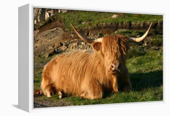 Highland Cattle, Scotland-Peter Thompson-Framed Premier Image Canvas