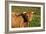 Highland Cattle, Scotland-Peter Thompson-Framed Photographic Print