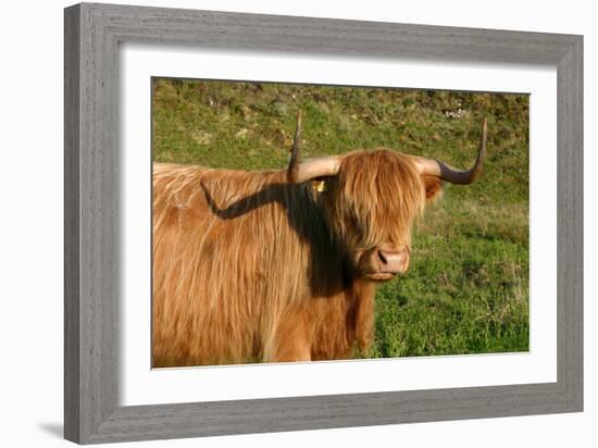 Highland Cattle, Scotland-Peter Thompson-Framed Photographic Print