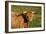 Highland Cattle, Scotland-Peter Thompson-Framed Photographic Print