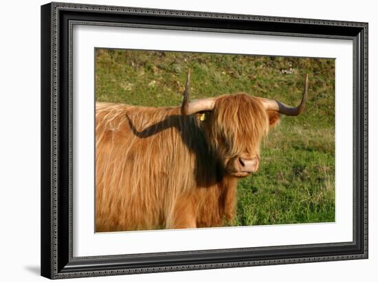 Highland Cattle, Scotland-Peter Thompson-Framed Photographic Print