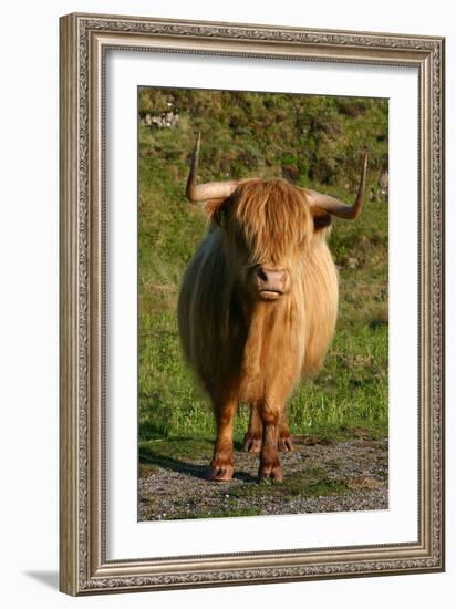 Highland Cattle, Scotland-Peter Thompson-Framed Photographic Print