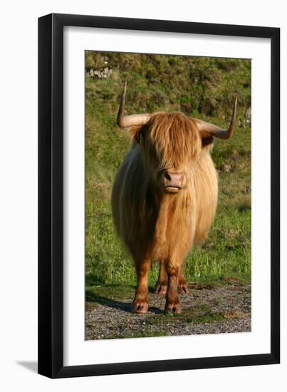 Highland Cattle, Scotland-Peter Thompson-Framed Photographic Print