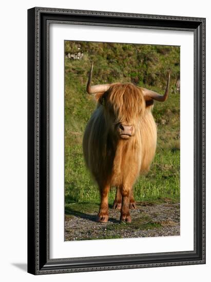 Highland Cattle, Scotland-Peter Thompson-Framed Photographic Print