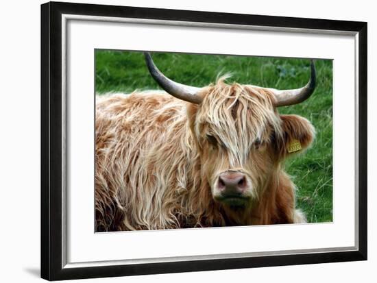 Highland Cattle, Scotland-Peter Thompson-Framed Photographic Print