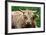 Highland Cattle, Scotland-Peter Thompson-Framed Photographic Print