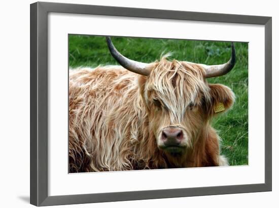 Highland Cattle, Scotland-Peter Thompson-Framed Photographic Print